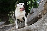 BOULEDOGUE AMERICAIN 112
